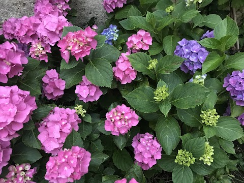 B&B Hortensia