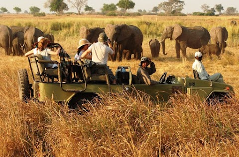 Safaris & Travel