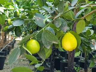 Sicilia Verde di GIAMBO'