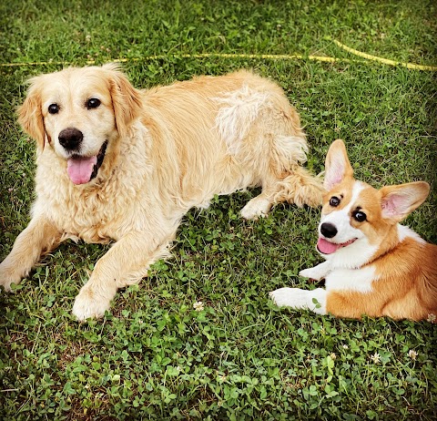 100% Retriever - Dog School