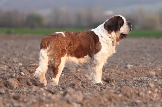 Allevamento Del Piccolo Paradiso di Mario Perissinotto per la selezione del Cane di San Bernardo