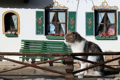 Ambulatorio Veterinario Vet Hospital Sorrento