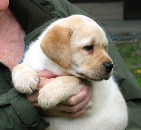 Labrador Retriever Fior d'Acqua