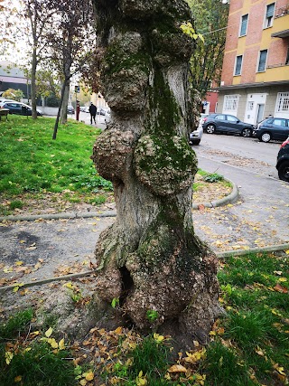 Giardino Vittime innocenti di tutte le mafie