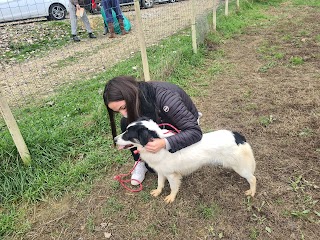 Pensione per Cani e Gatti Toppino di Massimiliano Toppino