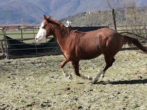 Asd Team Penning Rieti