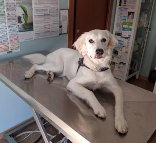 Ambulatorio Veterinario Dr. Annoscia Corrado