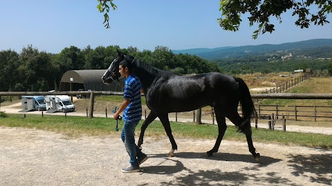 Ciampoli Dr. Raffaello Clinica Veterinaria Il Ceppo Equine Hospital