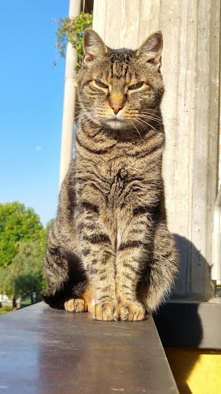 Ambulatorio Veterinario Corte Grande