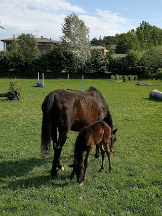 Associazione equestre terre del Panaro