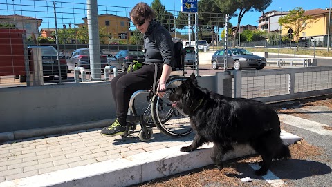 Allevamento Golden Retriever - Pensione per cani Neverland