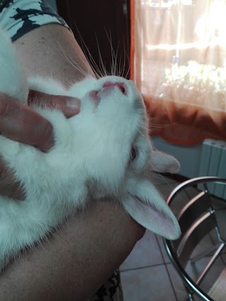 Ambulatorio Veterinario San Rocco di Bettini Francesca