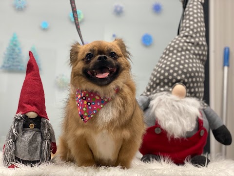 Puppy SPA - salon za šišanje i njegu pasa Umag