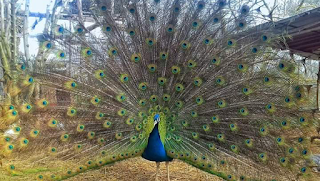 Fattoria degli animali Momigliano