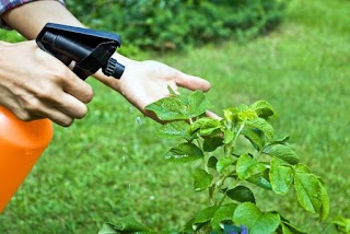 Disinfestazione Dn Il Gioiello