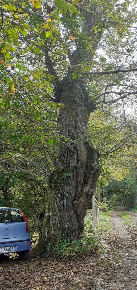 Miniere Di Corchia