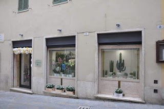 L'Orchidea di Rompietti Grazia