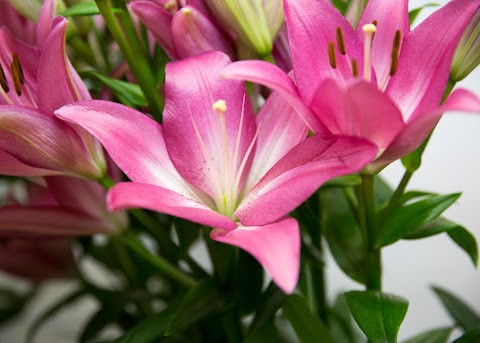 Rosetta Fiori di De benedictis rosa