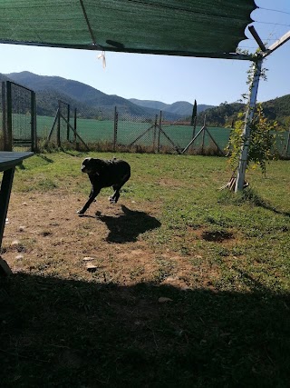 D'ariaDog Educatore Cinofilo a domicilio, Pensione Per Cani