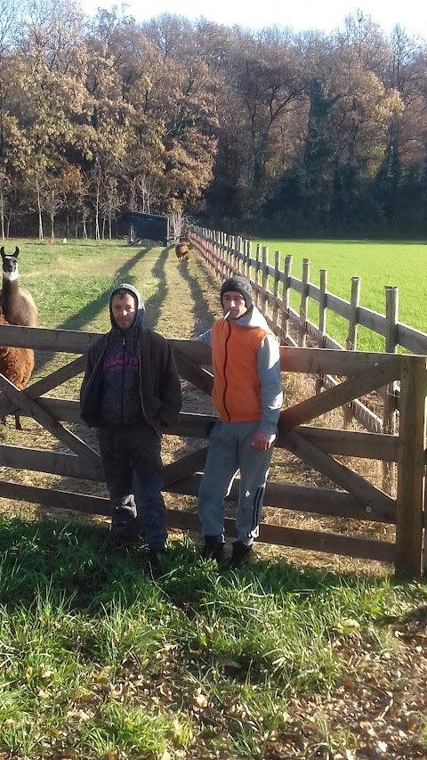 Trekking con alpaca e lama