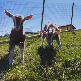 Società agricola Le Chere - fattoria didattica