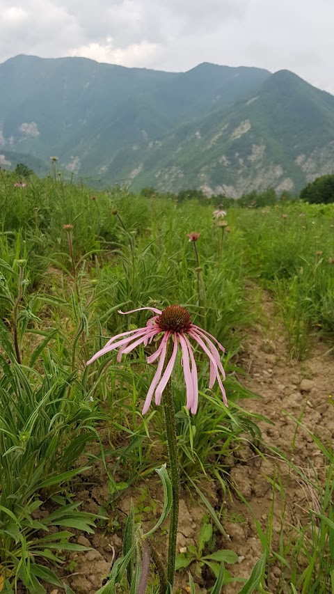 cà dei fiori s.r.l.