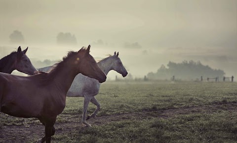 La Prospera Centro Equestre