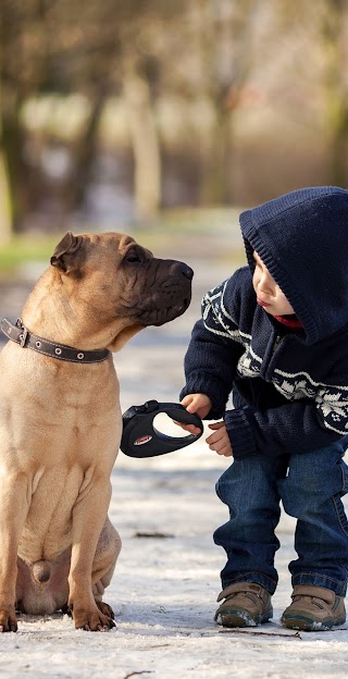 Clinica Veterinaria San Rocco Di Cardamone V. Srl