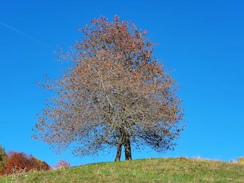 Sentiero Grandi Alberi