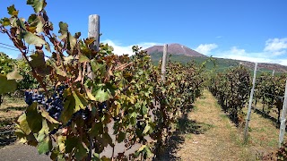 Cantina del Vesuvio Winery Russo Family