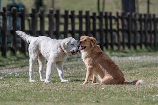 Debora Segna, addestramento cani Velletri, Roma e provincia