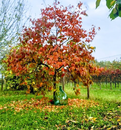 Agriturismo La Vigna Dei Peri