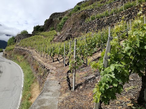 Azienda agricola Terra di Mezzo