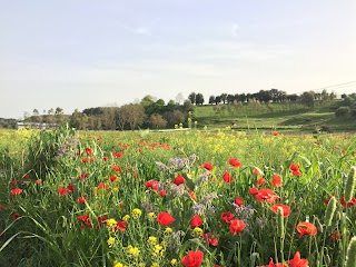 Azienda Agricola Massaccesi