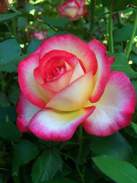 Le Rose di Pistoia - Vivaio, Progettazione Giardini, Fiori