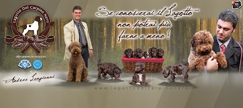 Allevamento Lagotto Romagnolo del Carpino Nero di Andrea Langianni