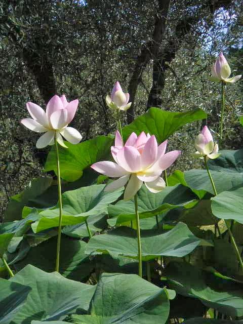 Azienda Agricola Nymphaea alba