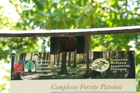 Terapia Forestale | Podere Pian dei Termini | San Marcello Piteglio