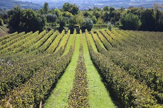 Azienda Agricola Villa Spinosa