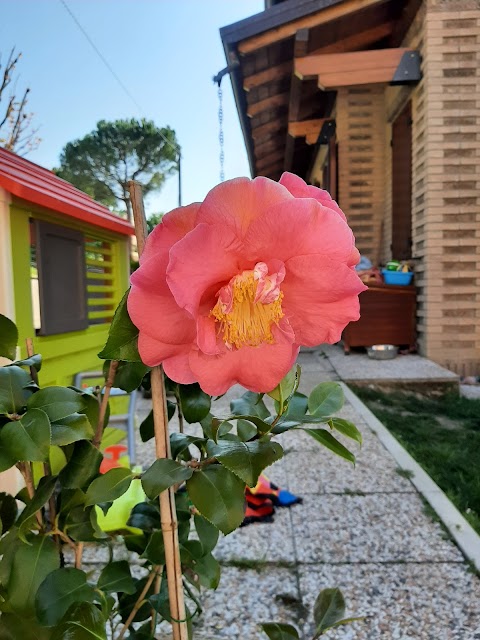 Fiori Di Paola