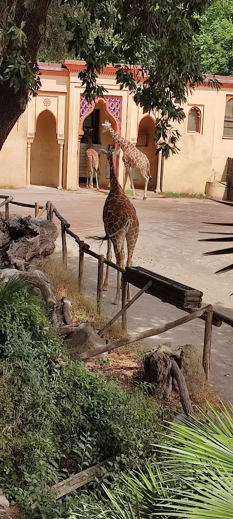 Recinto delle giraffe