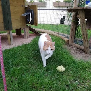 La casa del gatto - EthologiCat House