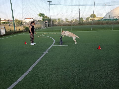 Centro cinofilo antek dog school