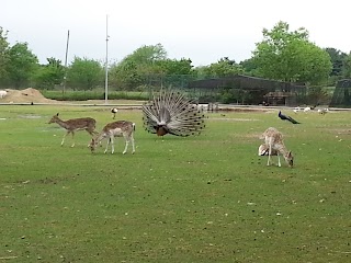 Parco Arcadia