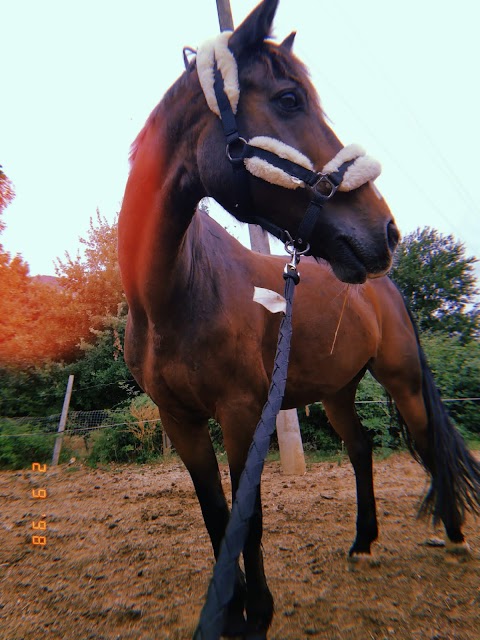 Centro Equestre Villa Mary