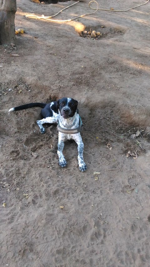 ASD Attenti al Cane, Centro cinofilo