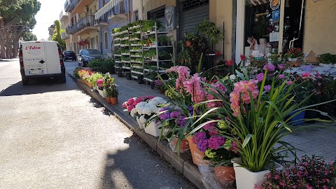 L'eden di Pintaudi