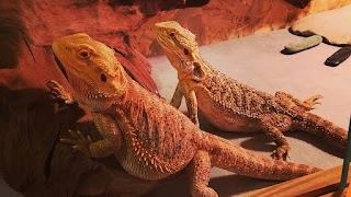 Pogona Vitticeps Shop