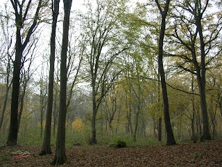 Parco naturale Del Bosco delle Sorti della Partecipanza