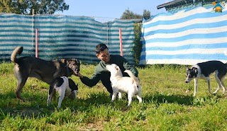 Dog School Agrigento